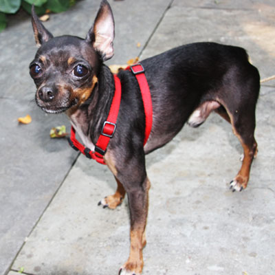 Found Dog